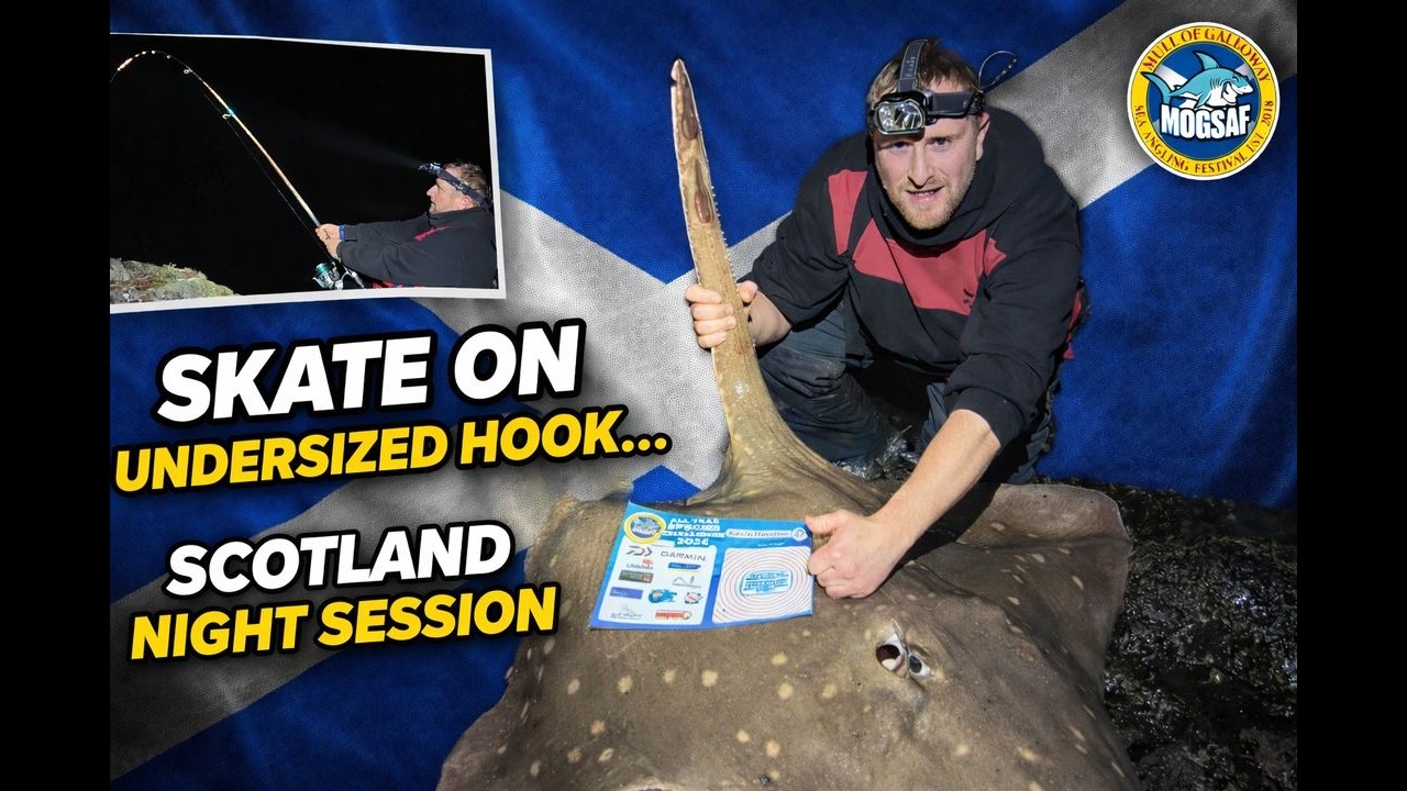 Scottish Shore Skate on Undersized Hook...... Luck or skill? Common / Flapper skate 