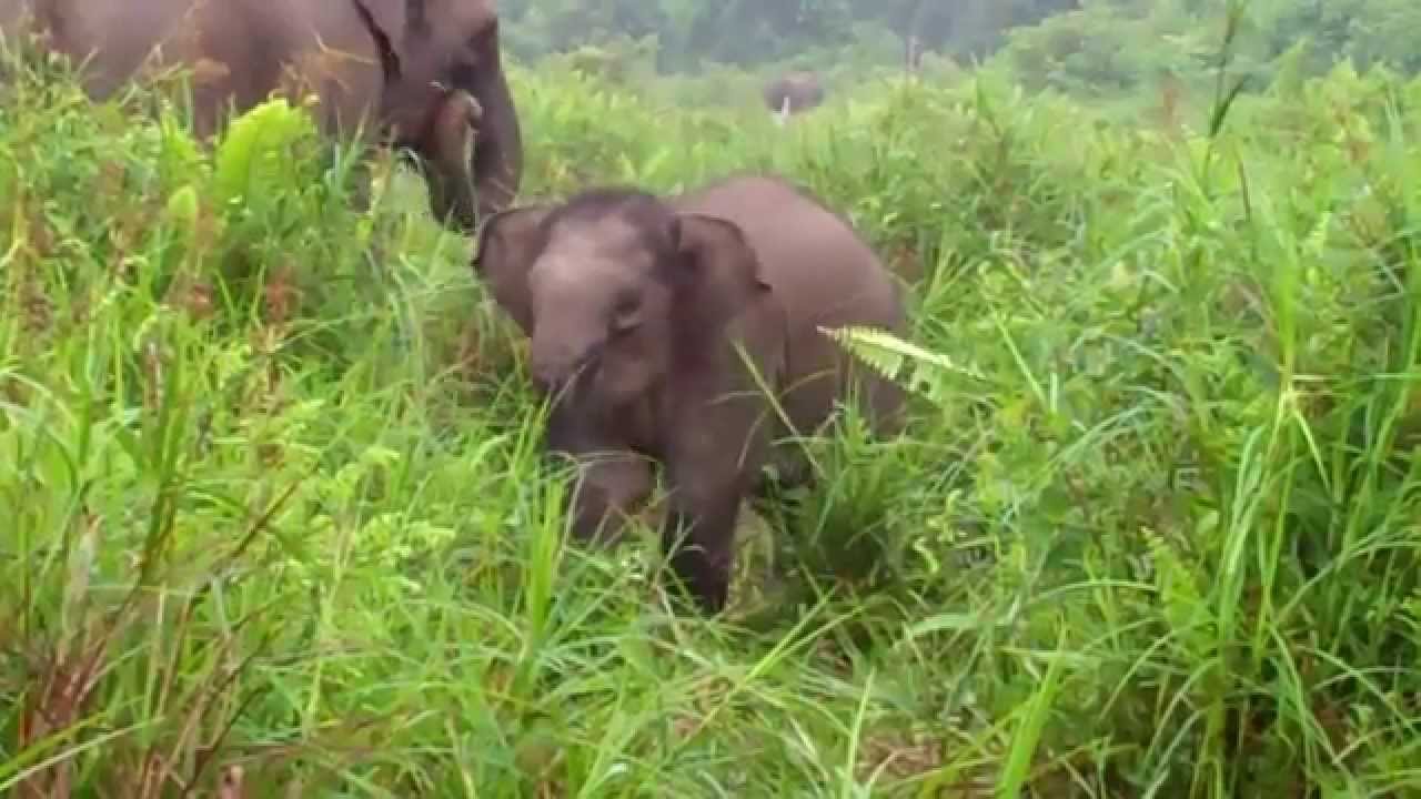 Betino the Flying Elephant Squad Calf Turns One