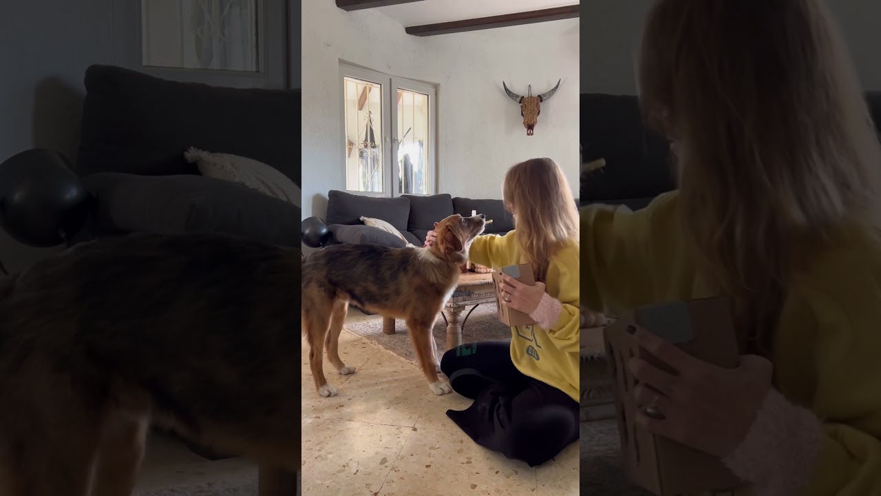 🐶 3 kreative Spiele f&uuml;r Hunde  🐕