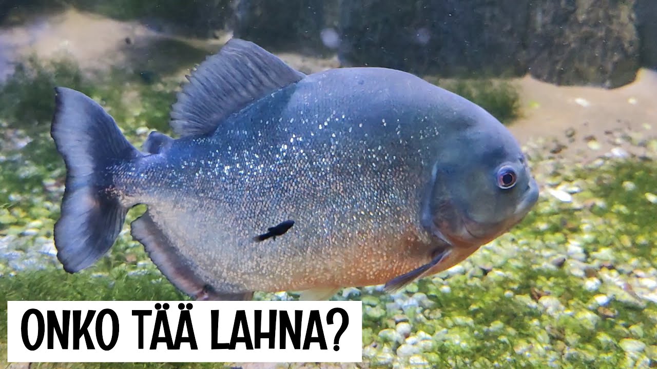 SÄRKÄNNIEMEN AKVAARIOT - KOTIMAISIA KALOJA JA TROOPPISIA 
