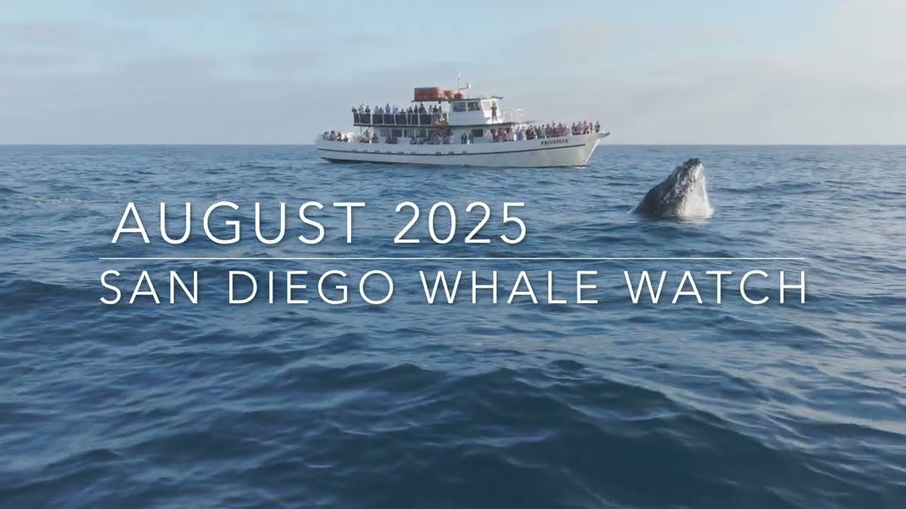 San Diego Whale Watching August 2025 Best Sightings