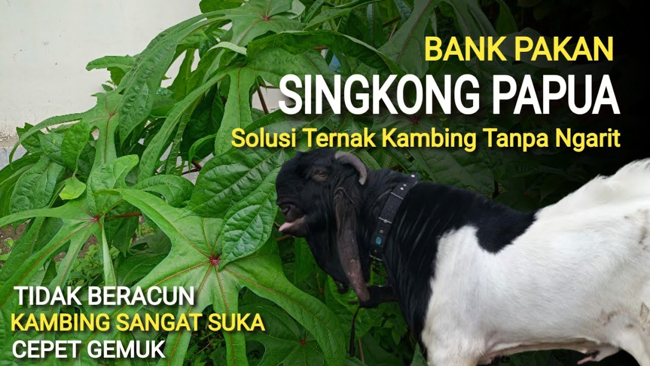 🔴SINGKONG PAPUA || SOLUSI TERNAK KAMBING TANPA NGARIT #singkongpapua #jarumfarm