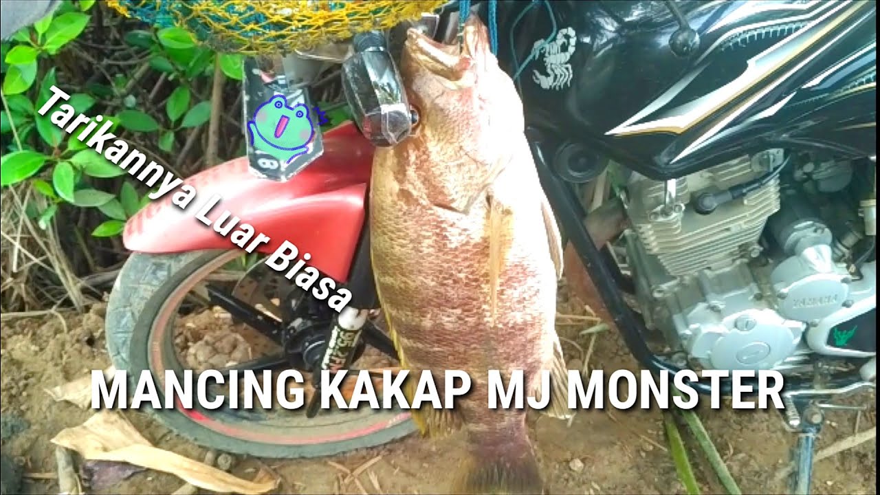 RANGKAIAN DAN UMPAN PALING EFEKTIF MANCING KAKAP MJ MONSTER DI MUARA