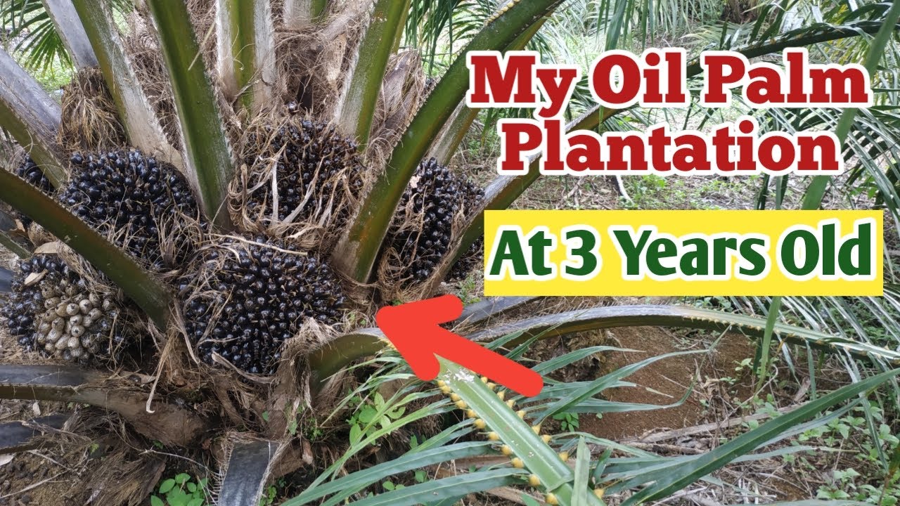 My Oil Palm Plantation At 3 Years Old