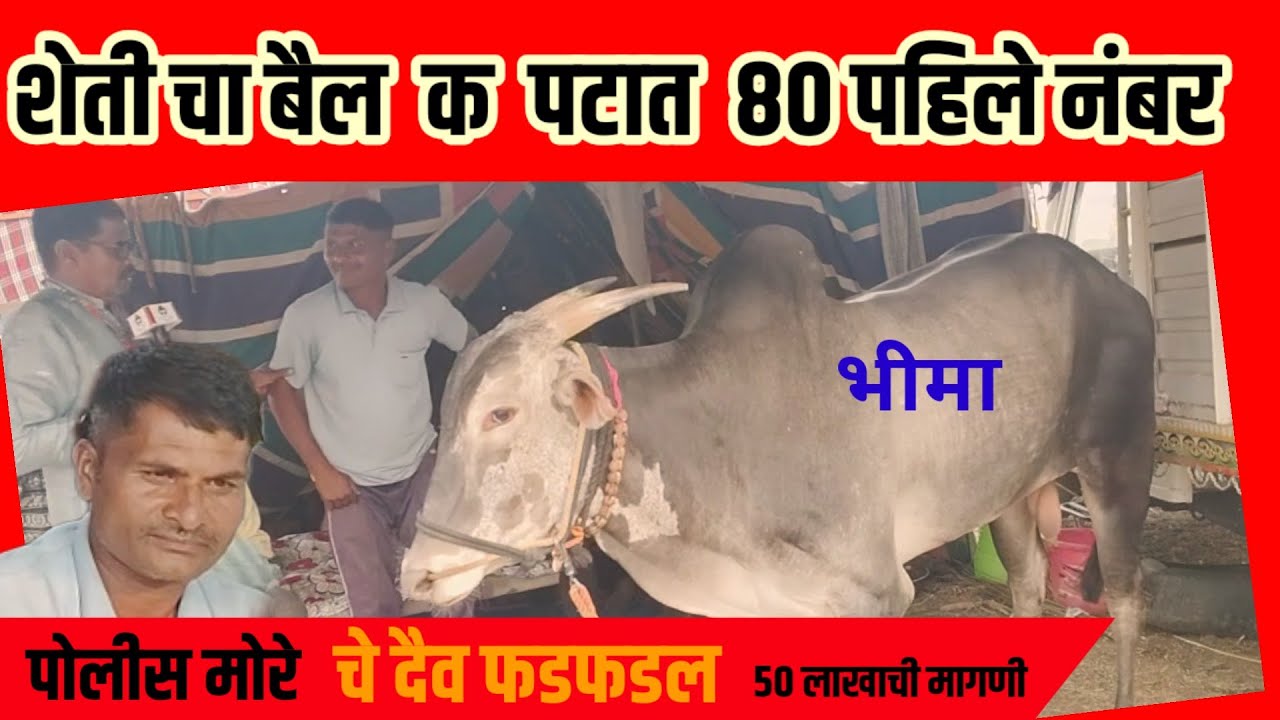 शेती साठी आणलेला भीमा शंकर पटात 80 प्रथम क्रमांक मोरे चे नशीब फडफडल 
