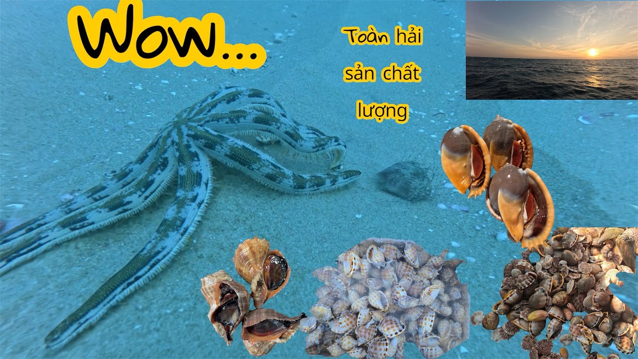 Chạy hơn 10 hải lý để kiếm những con óc tỏi giá trị cao và cái kết