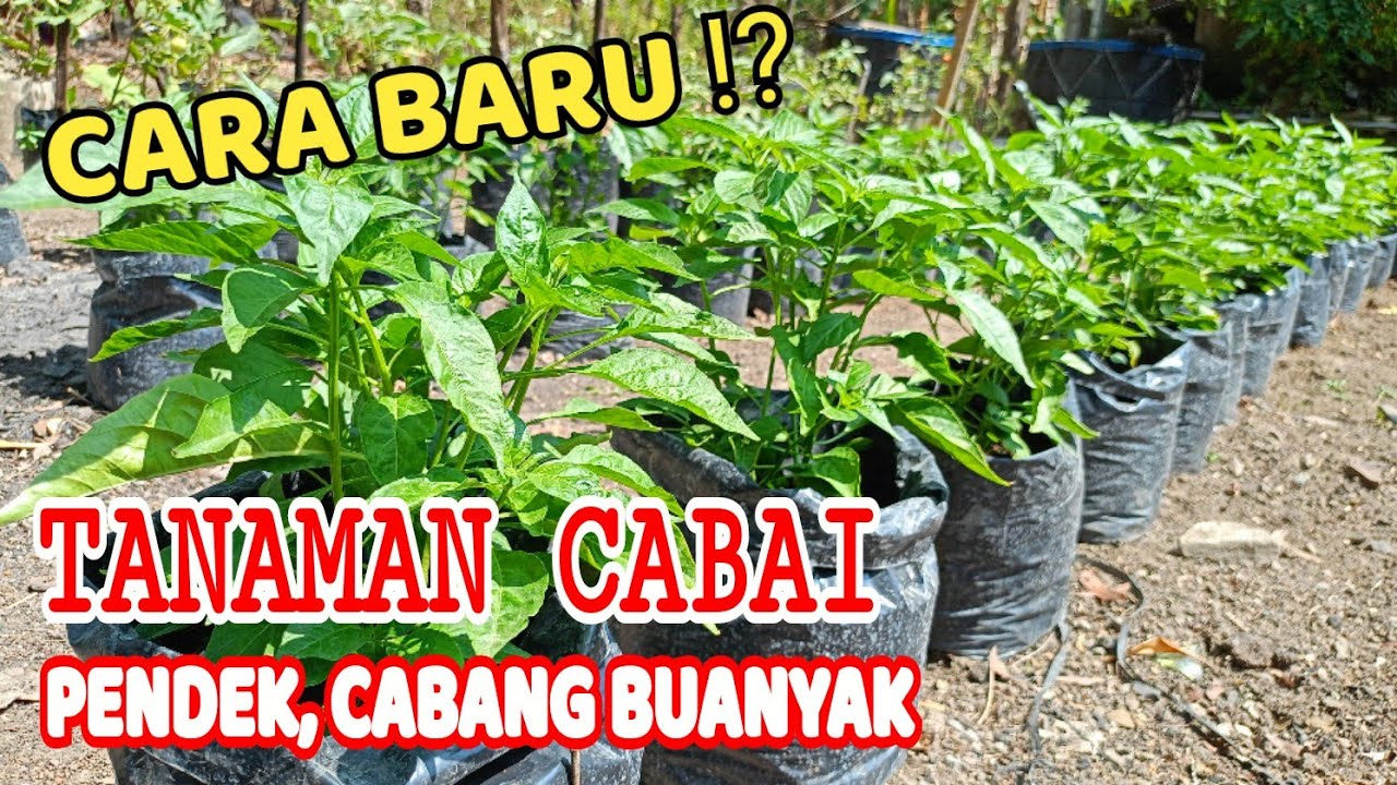CARA BARU ⁉️BIKIN TANAMAN CABAI PENDEK, CABANG SUPER BANYAK