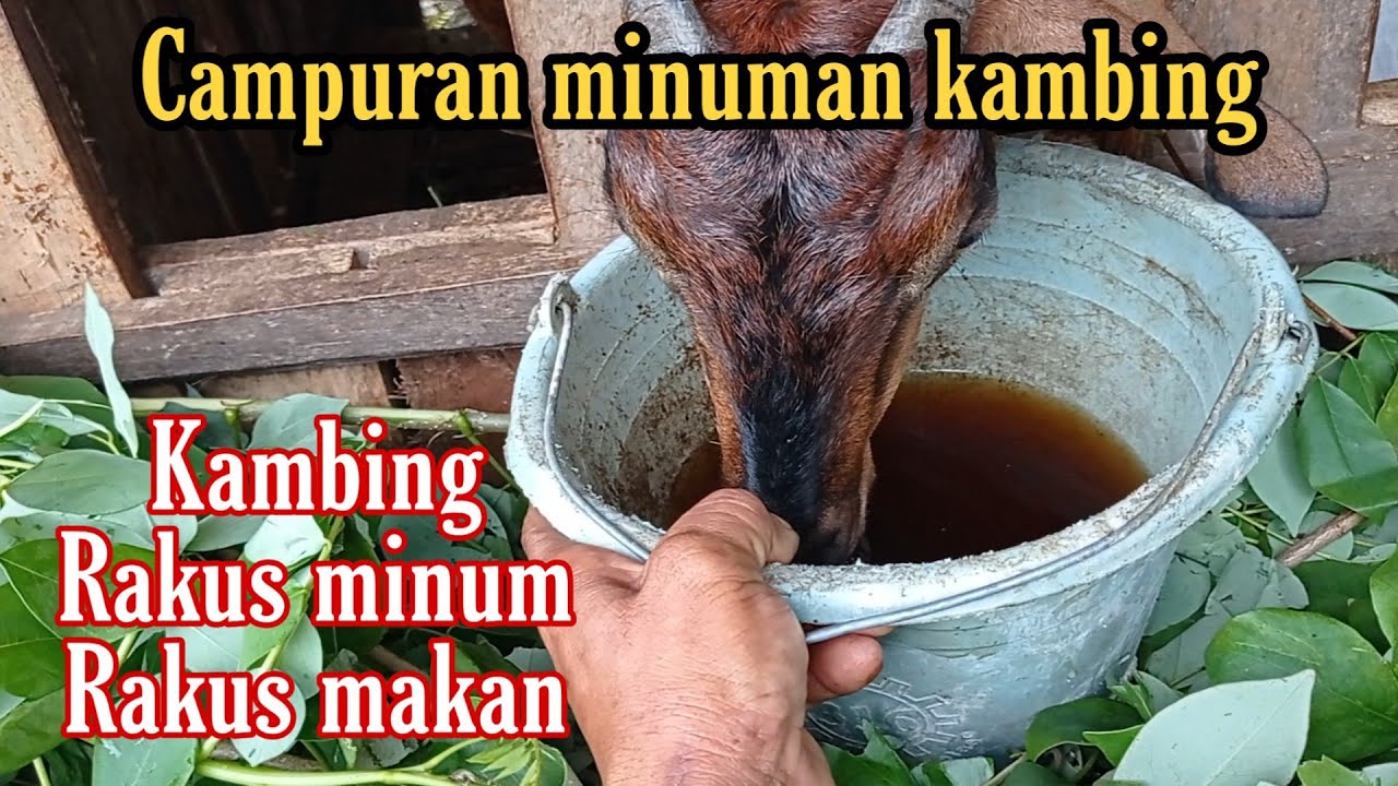 Agar kambing lebih rakus minum dan makan (pilih produk di diskripsi)