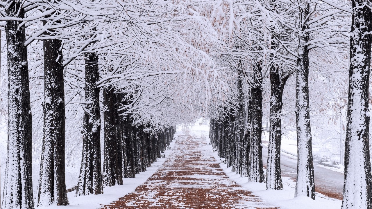 Beautiful Relaxing Music 🎧 Quiet Winter Melodies for Deep Healing & Stress Relief