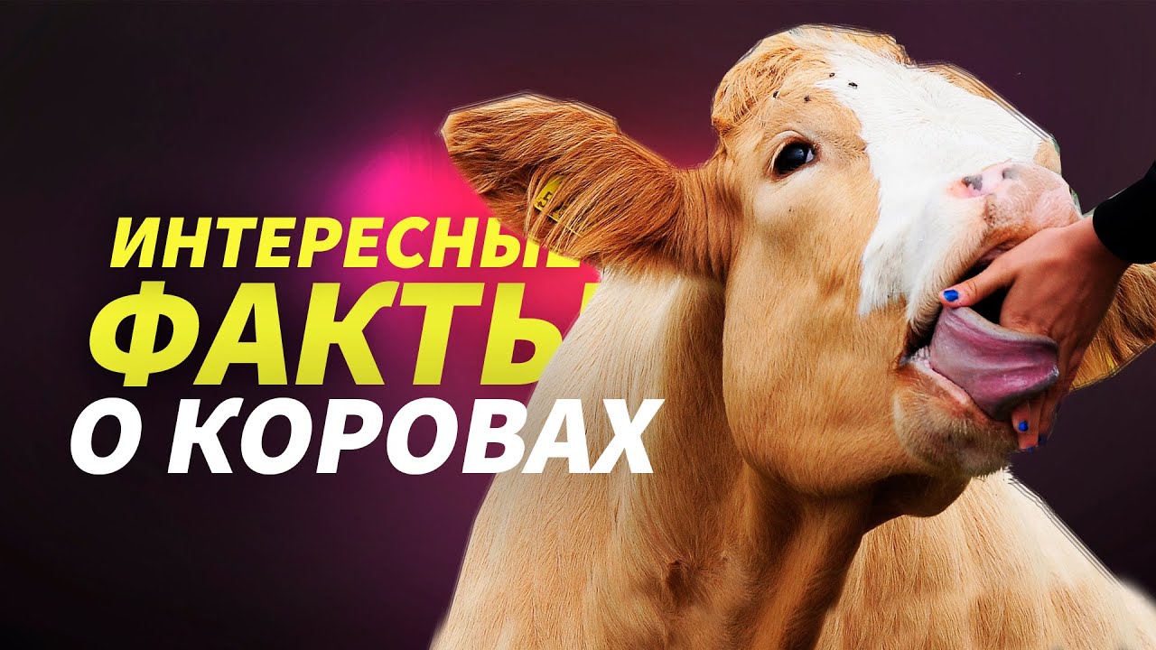 Коровы: 10 интересных фактов за 1 минуту / Cows: 10 interesting facts in 1 minute 
