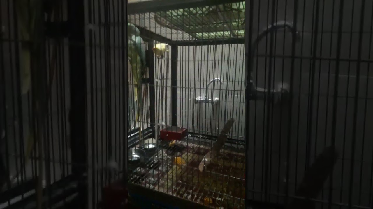 my first pair of male yellow ringnack with female raw parrot | yellow ringnack +raw|