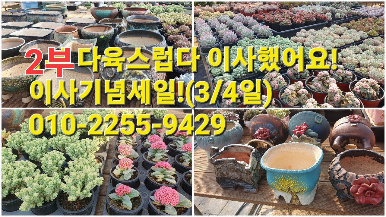 2부 다육스럽다 이사했어요! 이사기념세일!(3/4일)010-2255-9429