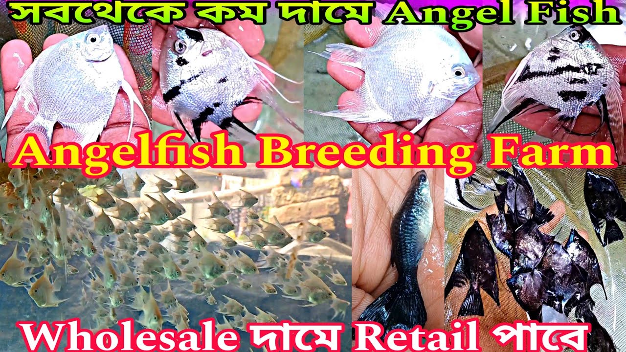 Angelfish Breeding Farm | Guppy Fish Breeding Farm | Aquarium Fish Farming | Aquarium Fish