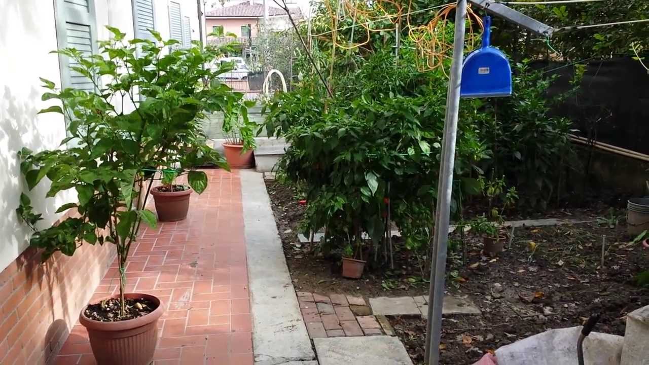 Coltivazione di peperoncini Habanero - Trinidad - Fatalii ultimo raccolto!