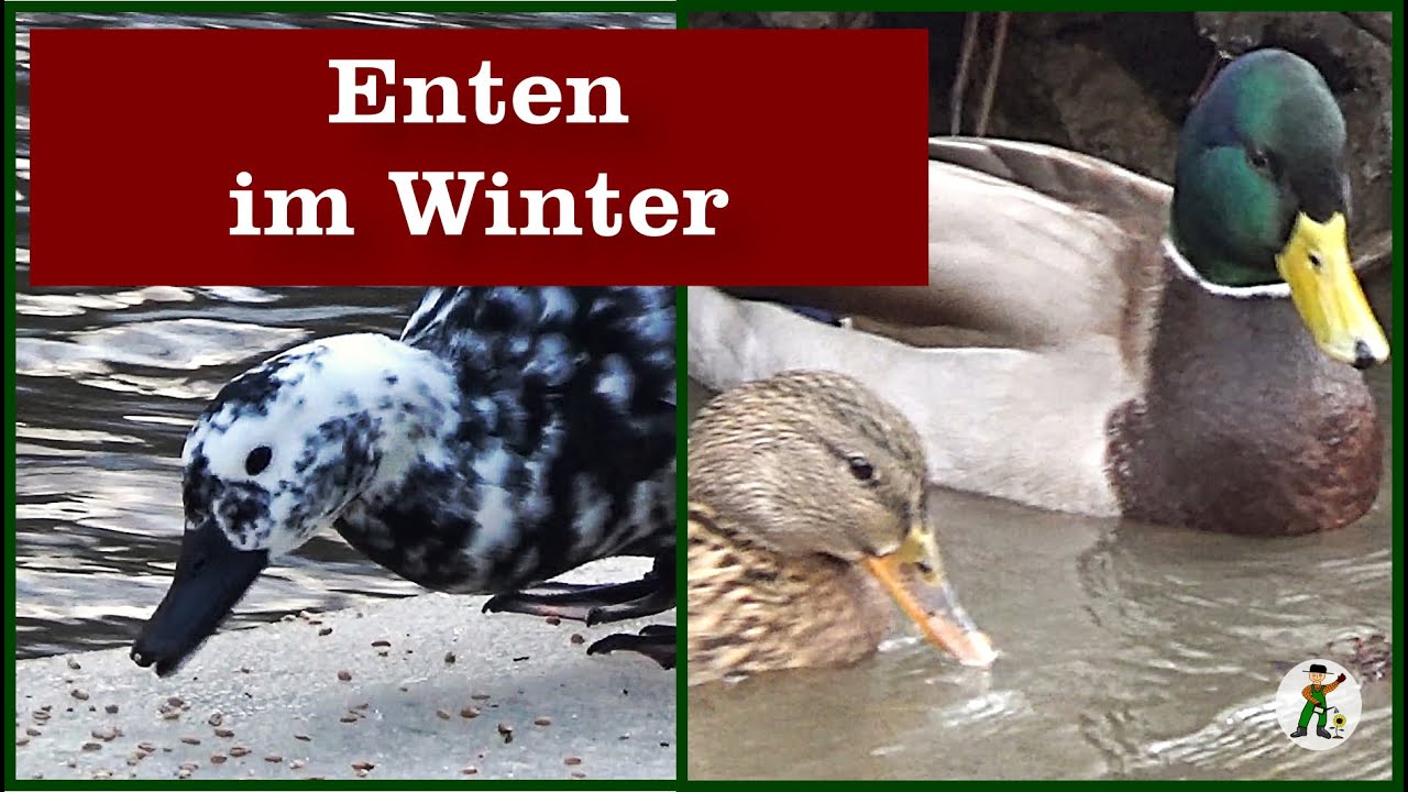 Enten im Winter am Garten
