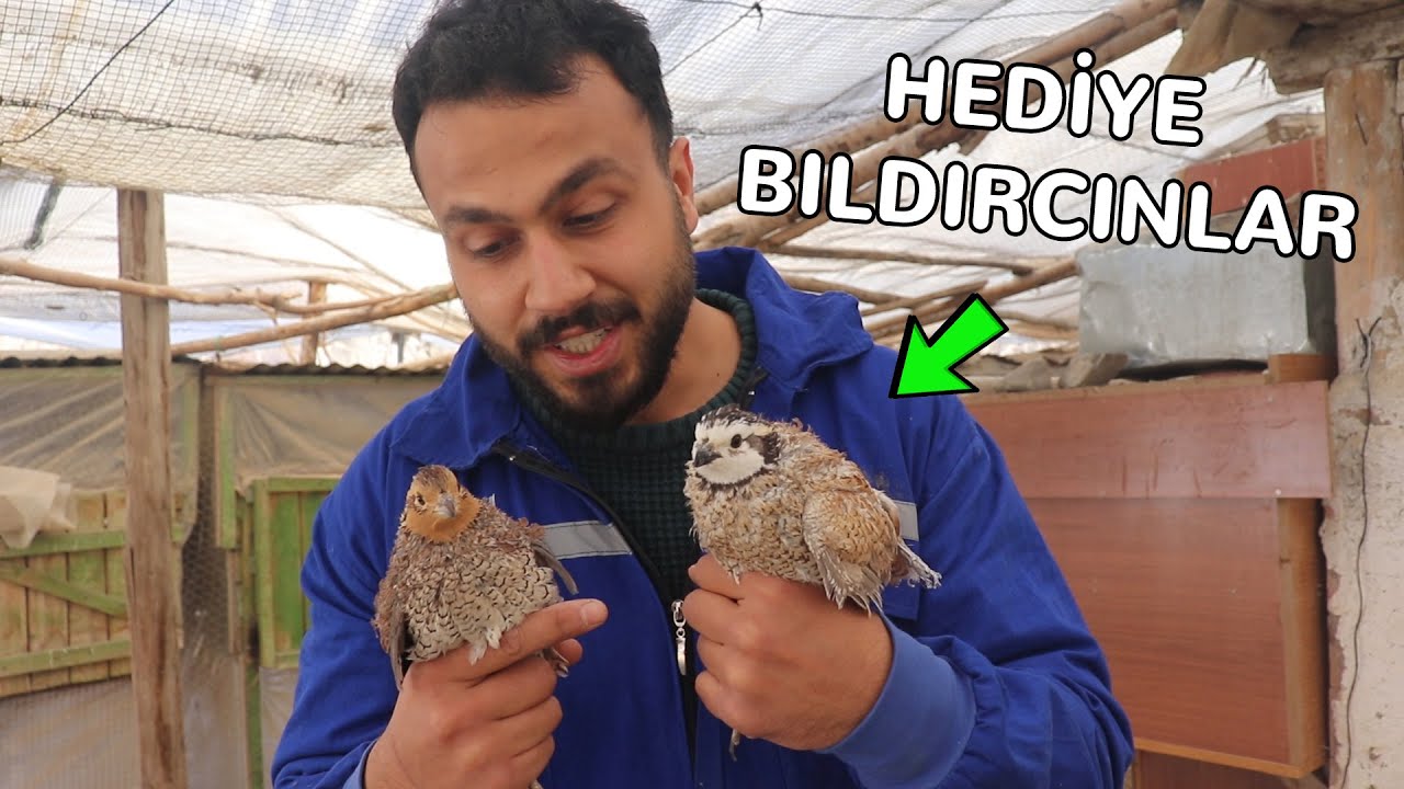 AYHAN ABİDEN HEDİYE BILDIRCINLAR ! Meksikan Bobwaty