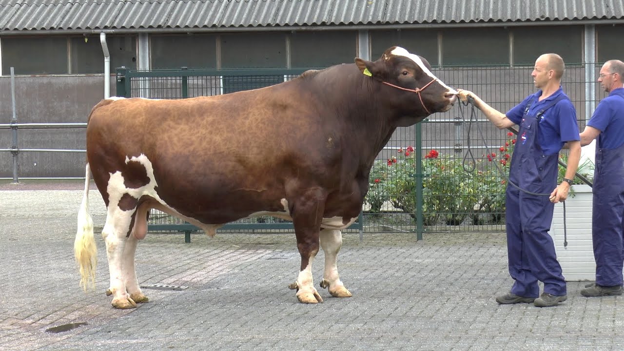 K.I. Samen Belevingsdagen: Stierenparade deel 1 - www.melkvee.nl