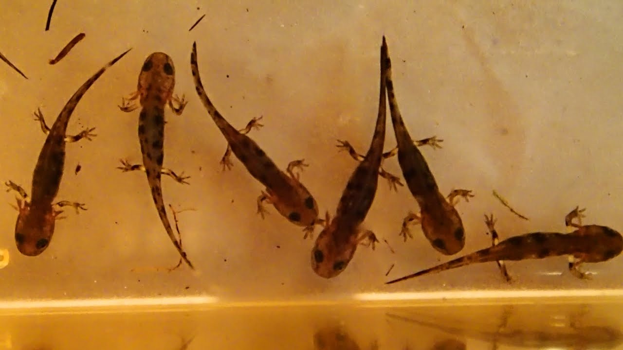 How to care for Salamander and Newt Larvae and what to feed them