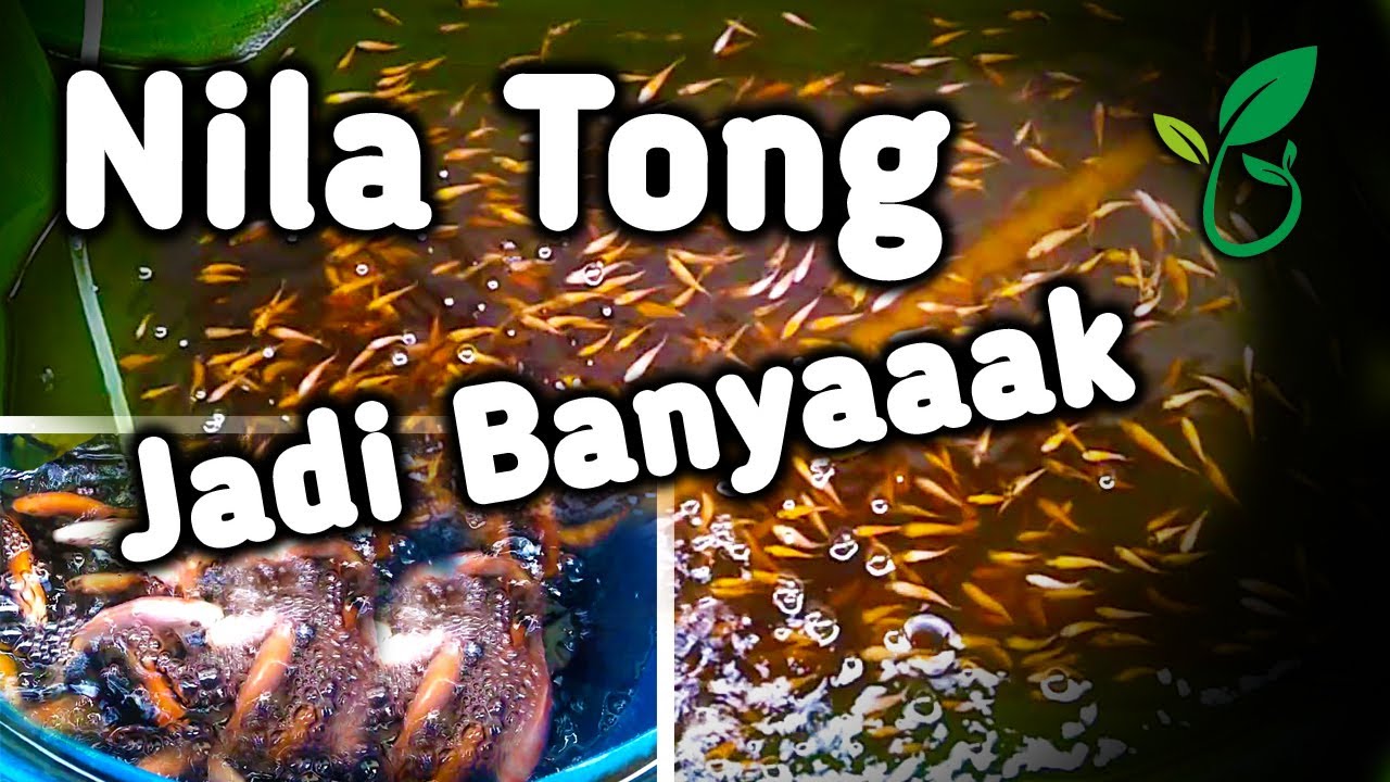 Lanjutan Nila Merah Dalam Tong Sampai Membesarkan Anakan Nila di Kolam Terpal