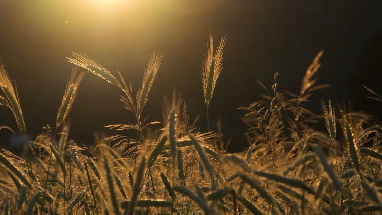 Rye, grain, ear free stock video  Free for use & download