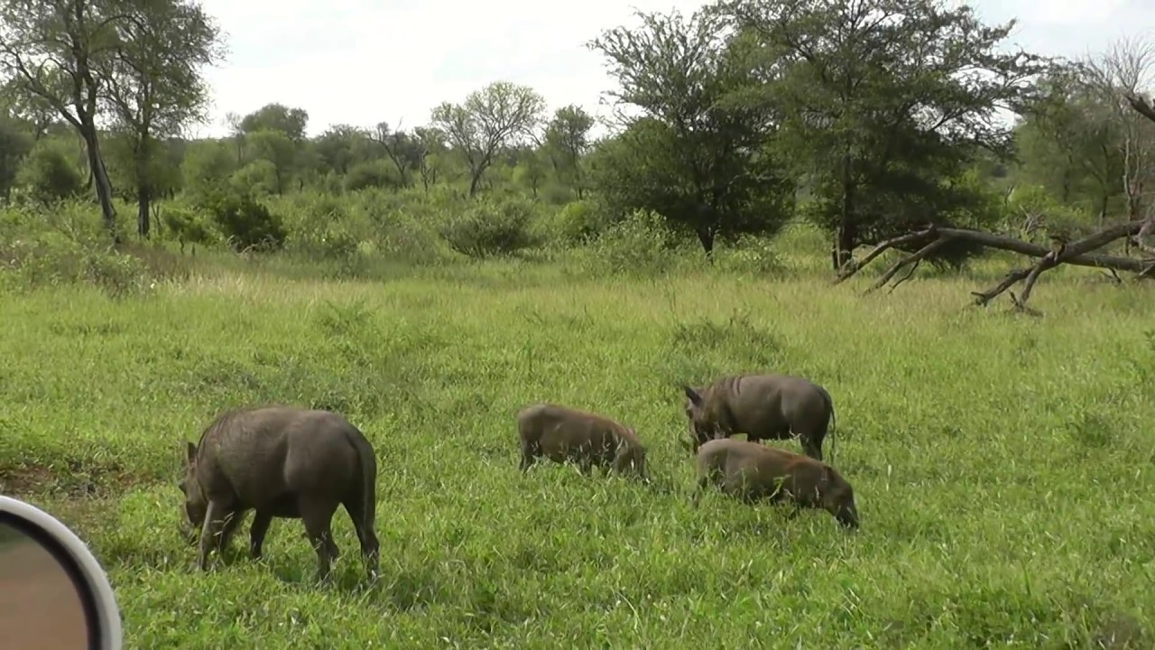 SOUTH AFRICA driving through kruger n.p. (hd-video)