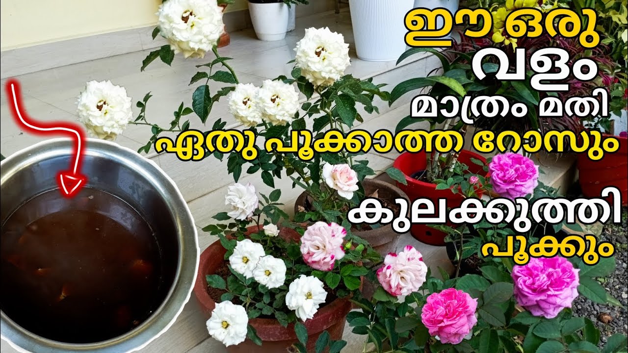 ഈ ഒരു വളം മതി നിങ്ങളുടെ റോസ് കുലക്കുത്തി പൂക്കാൻ |Best fertilizer for Rose plant & plant care tips