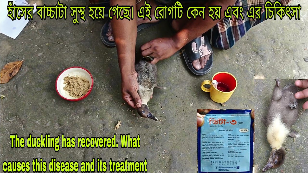 হাঁসের বাচ্চাটা সুস্থ হয়ে গেছে এই রোগটির কারন ও চিকিৎসা Treatment of duck disease haser baccha palon