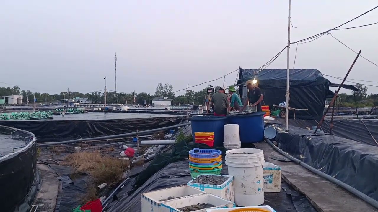 Nuôi tôm bể tròn! Thu lời tiền tỷ mỗi năm