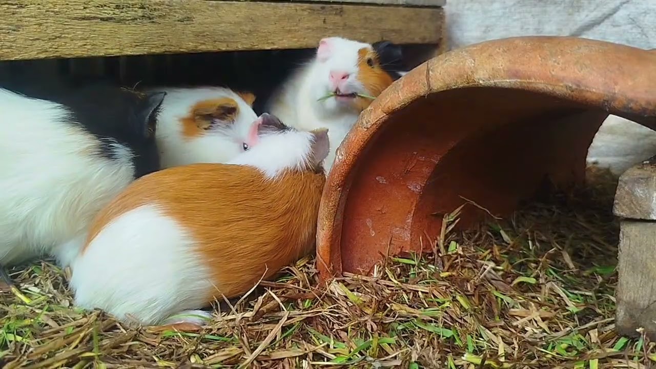 They can eat while sleeping | Don't imitate it, it's unhealthy | Daily Broku Guinea Pig 