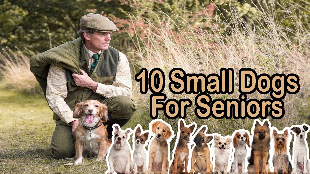 10 Best Small Dog Breeds for Seniors