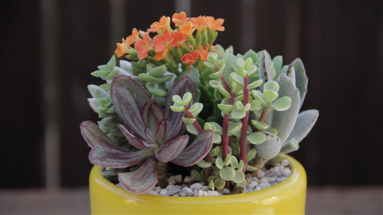 Beautiful Succulent Container Garden