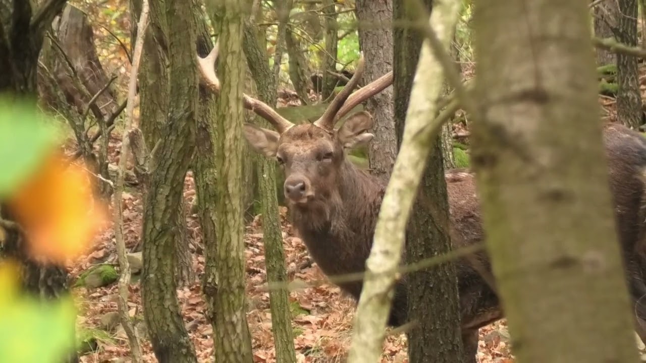 Můj Rok v Oboře Bělecký Mlýn = ŘÍJEN = 6. část