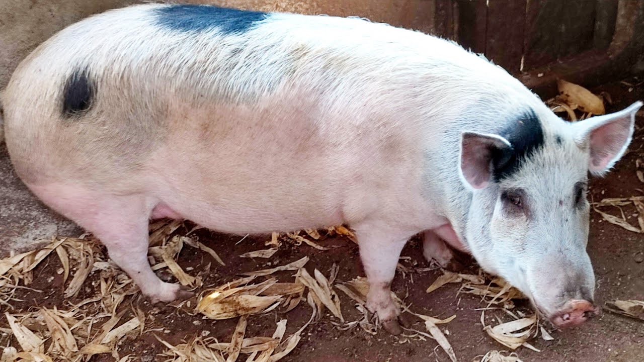 CRIAÇÃO DE PORCO CAIPIRA DO NOSSO AMIGO CLAUDIO🐖