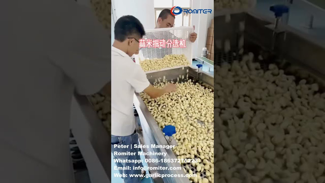 Peeled Garlic Clove Vibrate Size Sorting Grading Machine