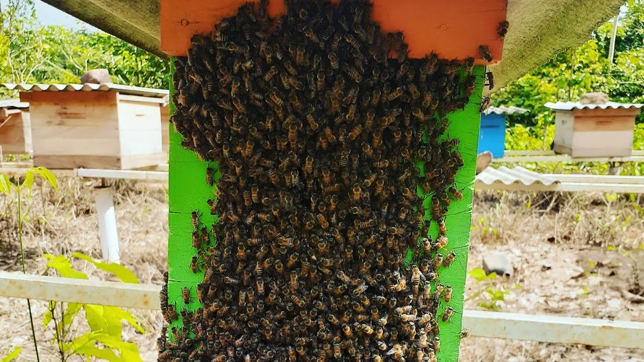 Alimentação Energética Para Abelhas APIS - Parte 02