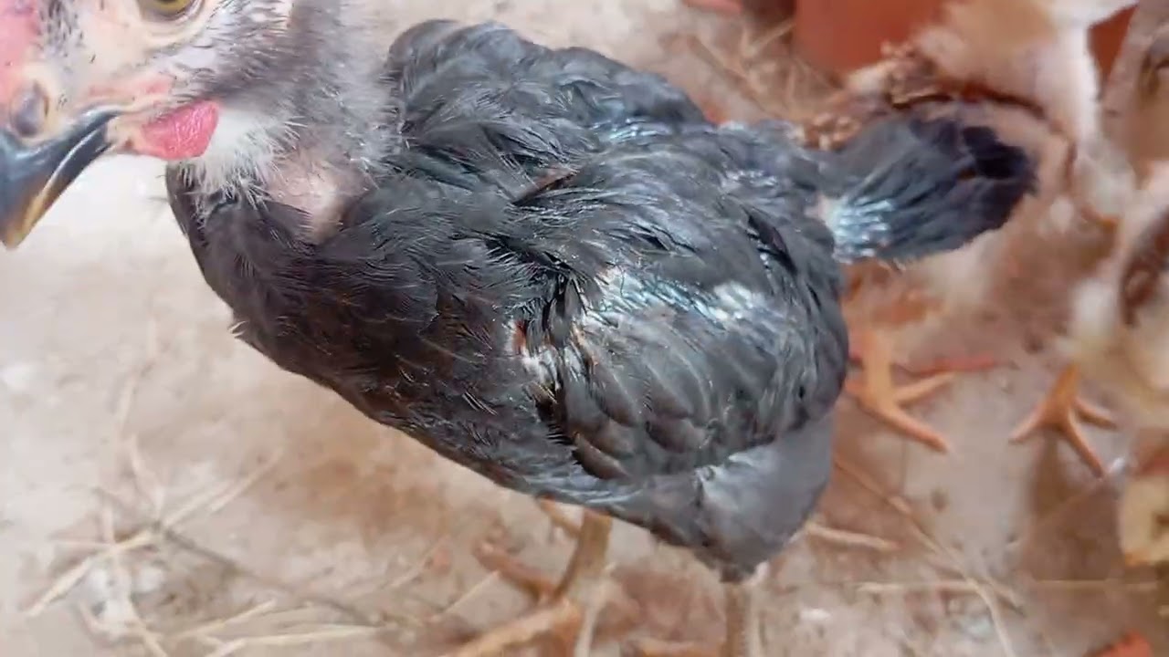18 dias os filhos do polaco balão 