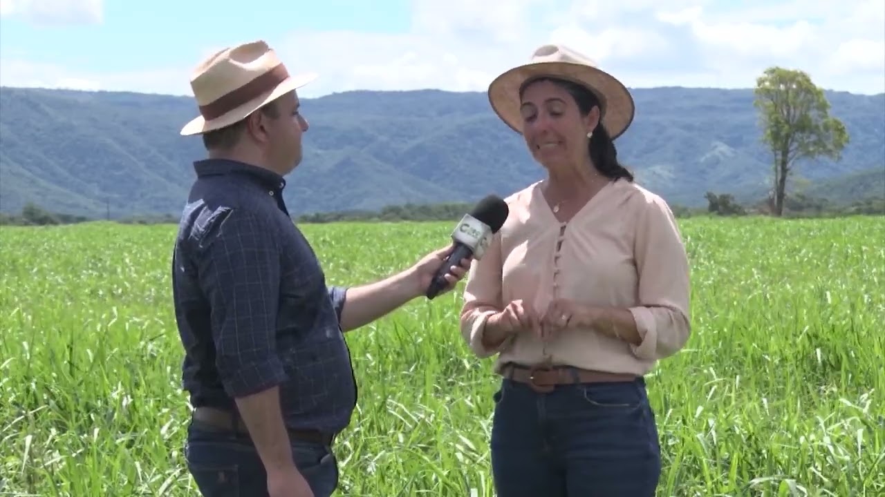 MANEJO DE PASTAGENS: ESTES SÃO OS QUATRO PILARES PARA O CAPIM IDEAL NA FAZENDA