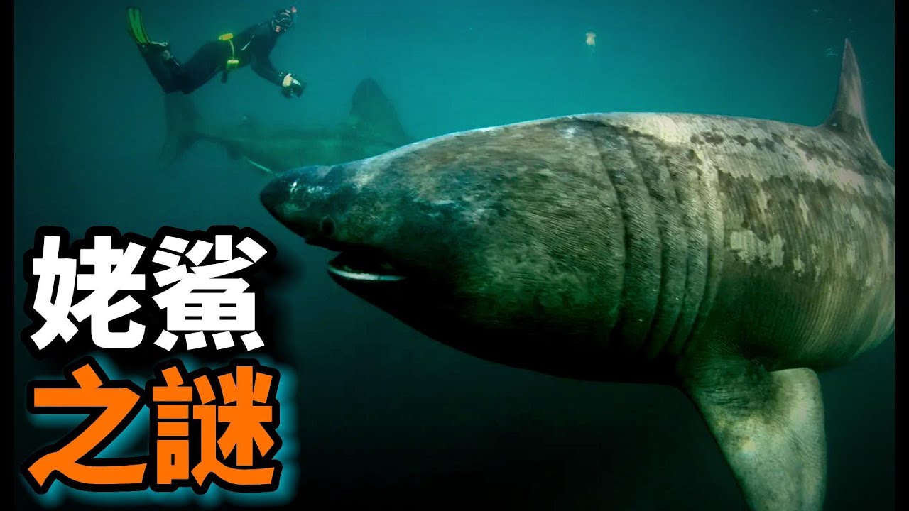 姥鯊的真相: 你見過被船撞都不會動的鯊魚嗎？它是最溫柔的怪物，乾飯界的楷模，卻因乾飯太認真得罪了人類，沒想到它是一條有故事的魚
