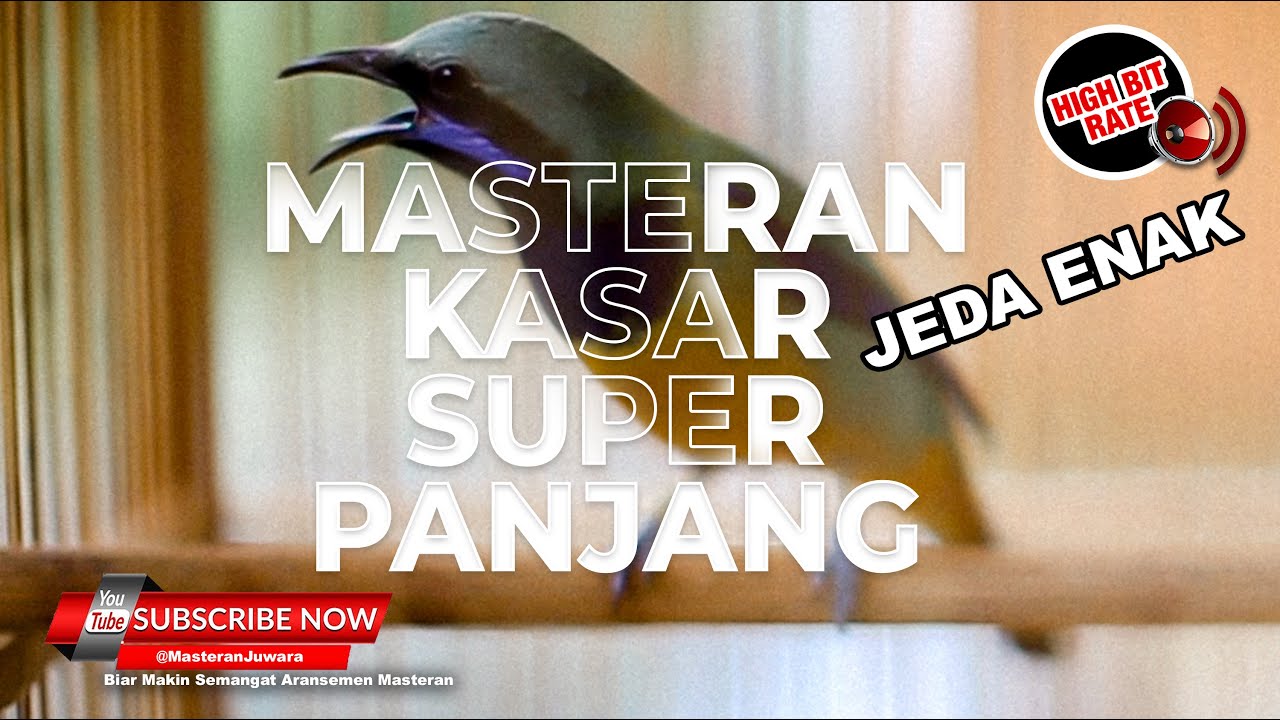 🔴 Cucak Cungkok Gacor Masteran Kasaran dan Panjang