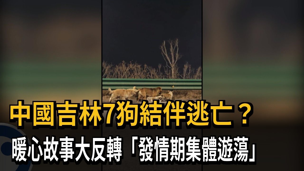 中國吉林7狗結伴逃亡？　暖心故事大反轉「發情期集體遊蕩」－民視新聞