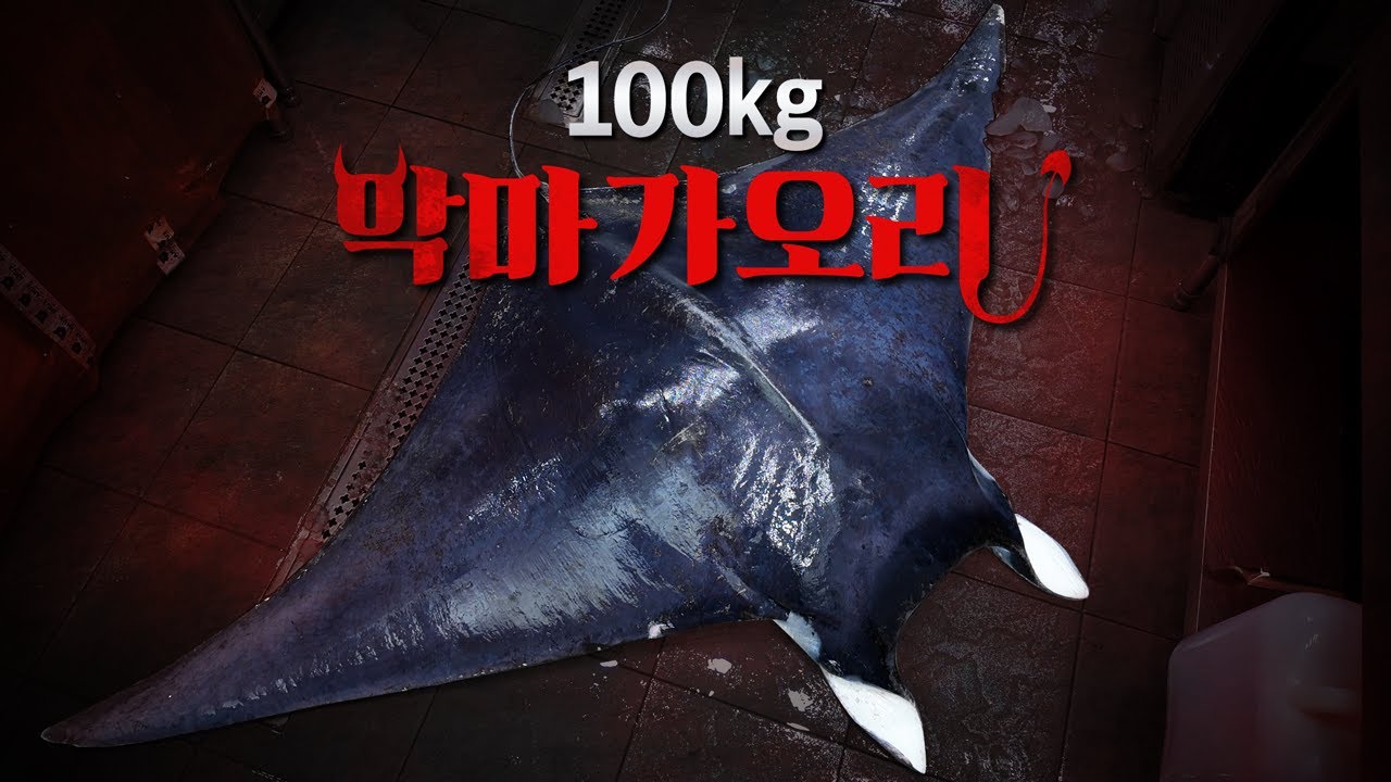 100kg 대왕 악마가오리 등장! 근데 이거 진짜 먹어도 돼...?