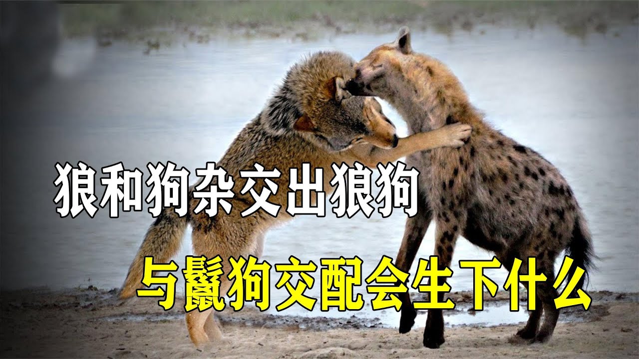 狼和狗杂交出狼狗，如果它们与鬣狗交配，会生下什么？