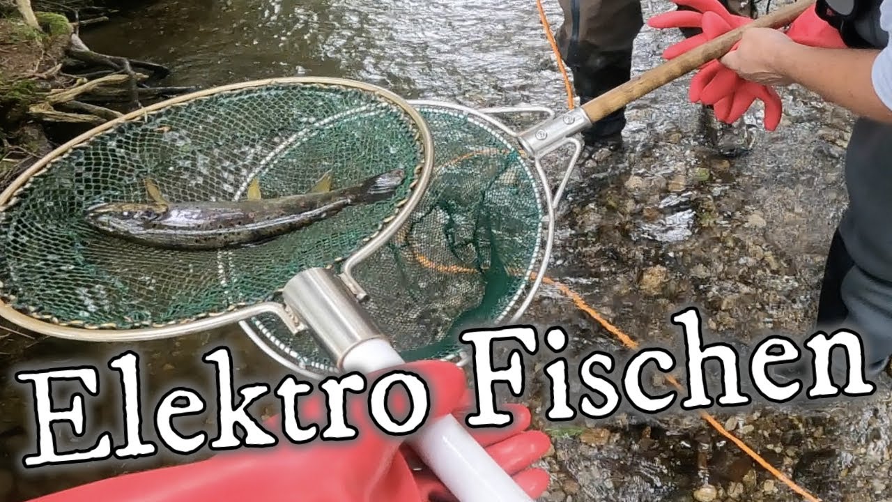 Elektro Fischen / Bestandskontrolle an Gysi´s Bach