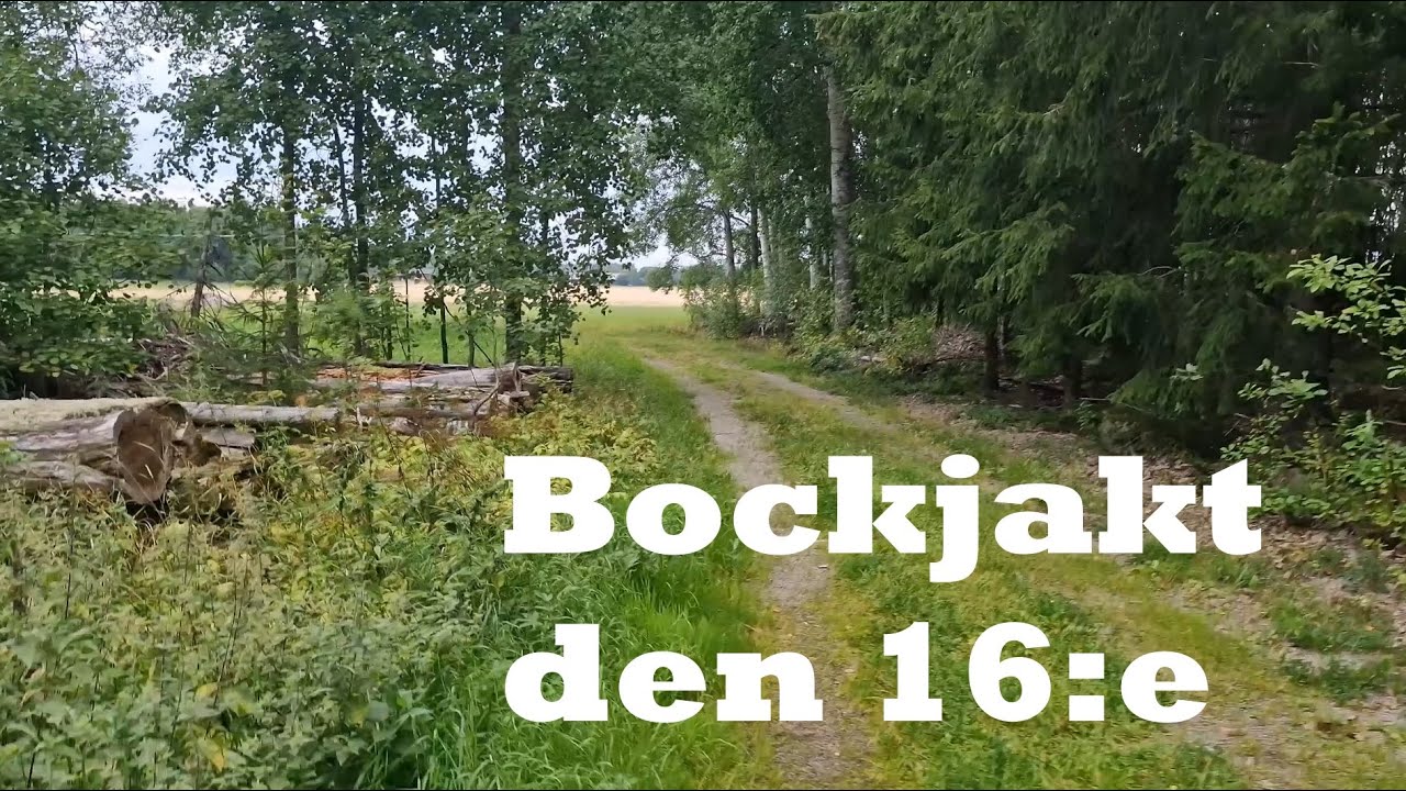 Lockjakt p&aring; r&aring;bock den 16:e