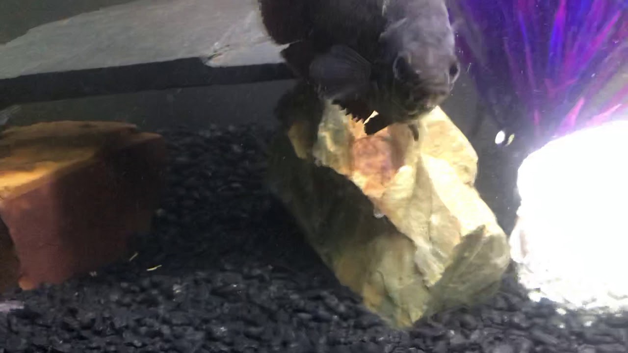 Semi aggressive 55 gallon tank