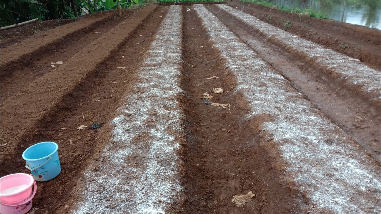 Pupuk Dasar Kacang Panjang Part 1, 2021