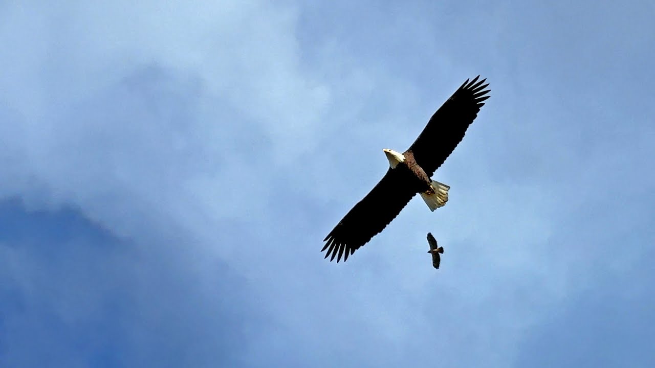 Soaring Eagles, Hawks and Crows – Dungeness Levee Walk with Skye