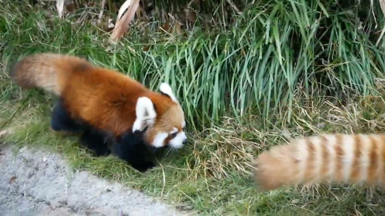 【レッサーパンダ】ママ～待って～～