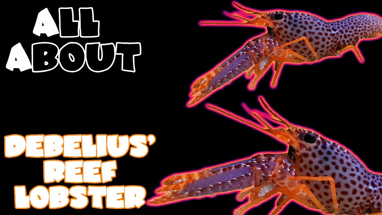 All About The Debelius' Reef Lobster or Purple/Orange Reef Lobster