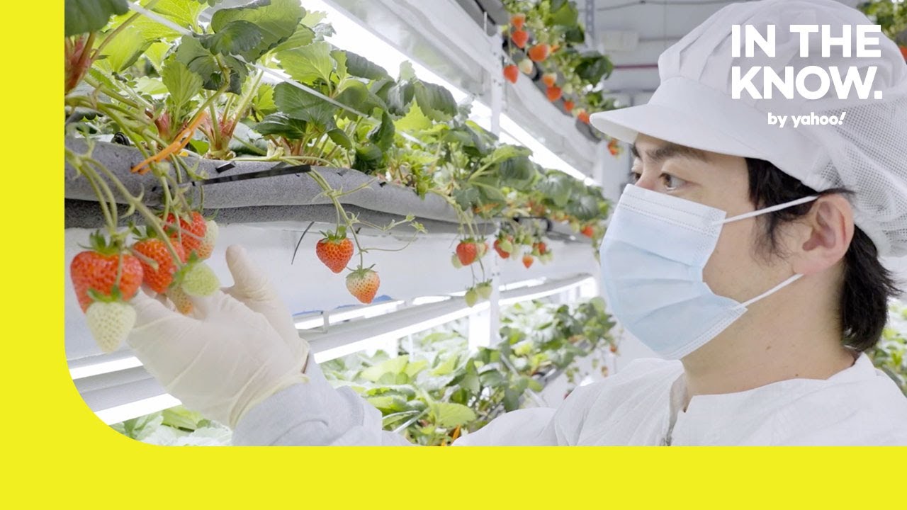 Inside Oishii’s vertical farm that grows world’s sweetest strawberries